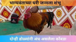 भाग्यवंता घरी जन्मला शंभू कोंबडा | दोन्ही डोळ्यांनी अंध असलेला कोंबडा | फलटण कृषी प्रदर्शनातील आकर्ष