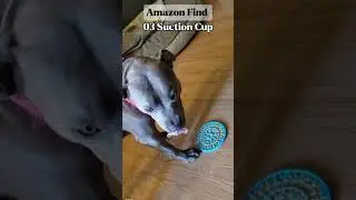5 UNIQUE Amazon Pet Products #shorts #productreview #justicebuys #gadegets
