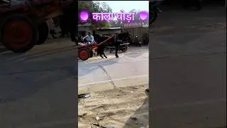 Chote Bachon Ki Masti | Dance & Patang Vibes 🪁#shortsfeed #shorts #childmasti