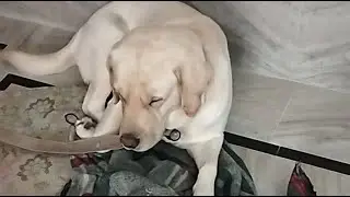Labrador Max dog 🐶🐕🐾🫶😍 live pet video