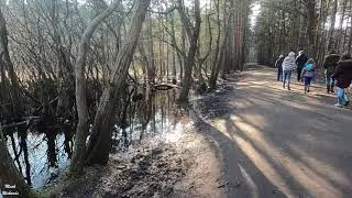Horsell Common - Fancy Free Walks - Surrey - McLaren Building - Fairoaks Airport - Virtual walk