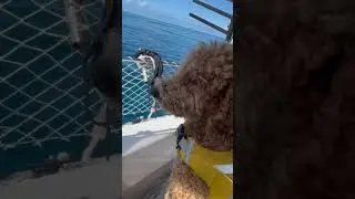 Puppy on a boat | What it&rsquo;s really like living on a sailboat