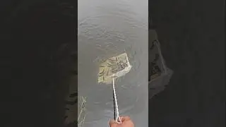 Catch fish with a jumbo scoop net