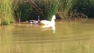 Duck Moving Day!