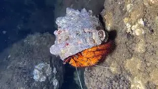 Diving to catch seafood, are there any creatures you like?  RQ078  #seafood  #crab #fishing