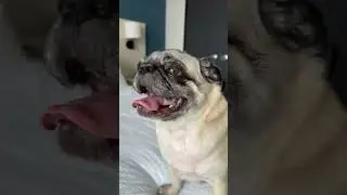 #nashville #tennessee trip with maja 🐶 the explorer 😄 #dog #pug