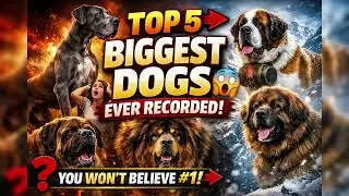 Top 5 Biggest Dog Breeds Ever Recorded!