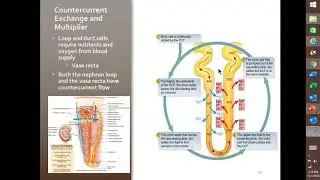 7. Countercurrent Mechanism (brief version)