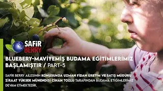 BLUEBERRY-MAVİYEMİŞ Budama Eğitimi Part-5