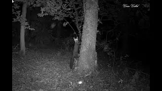 vidéos avec 2 cameras de chasse Wolfang WT03 et la Ceyomur CY75 dans le Morbihan 56 en bretagne