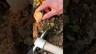 The Hidden Treasure: Harvesting Sweet Potatoes! 🍠✨ #farmoratv #nature #asmr