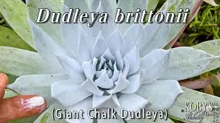 Dudleya brittonii, (Giant Chalk Dudleya).