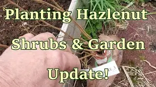 Planting Hazelnut Shrubs & Garden Update
