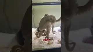 Susie the octopus gets a crab in a weird jar!