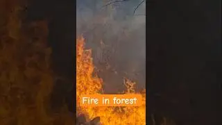 fire in forest   #forest #fire #nature #forestfire #rajasthan #india #asia #today #yourubeshorts