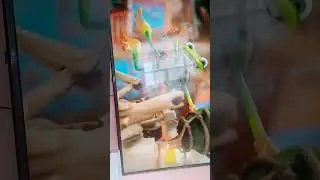tree fu tom intro