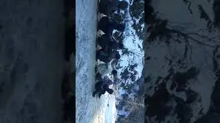 Tarogay  swat