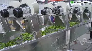 Best Fruit and Vegetable Cleaning Machine | Vegetable Washing Line