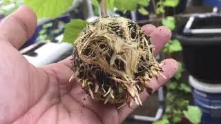 UPDATE PERAKARAN ROOTSTOCK ANGGUR IMPORT IAC 572 (JALES)
