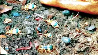 The life of many insects in cow dung