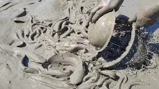 Mud Water Fishing | Boys Catching Huge Catfish From Mud Water Pond