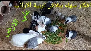 نفسك تربي ارانب معكش فلوس افكار سهله وببلاش هتربي ارانب علي الارض