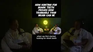 shark teeth hunting brain training #sharkteeth #braintraining #reprogrammingyourmind #gratitude