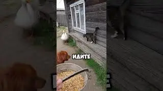 Кот, гусь и собака устроили хаос!