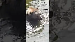 Norwegian Brown bear 🐻 cools down in the water - Bear Park Norway #bearbrown