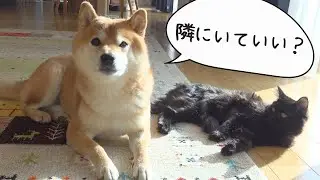 妹の入院で人肌恋しくなった柴犬は子猫とこんな感じになりました。