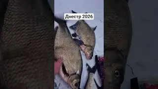 река ДНЕСТР 05.01.2026 #moldova #fishing #carp #nistru #carpfishing #pescuit #pește #январь #лещь