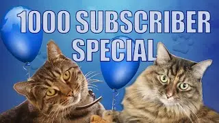 1000 Subscribers Fiasco Cats Special - Thank you!