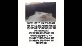 cat speaking chinese meme