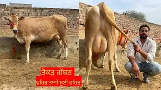 ਪਿੰਡ ਜਿਉਦ। ਇੱਕ ਤਾਜੀ ਸੂਈ ਗਾਂ ਵਿਕਾਉ 👌🔥ਇੱਕ ਤੋਕੜ ਗੱਬਣ ਵਹਿੜ ਵਿਕਾਉ 👌ਘੱਟ ਰੇਟ 😱🔥Bawa dairy farm 
