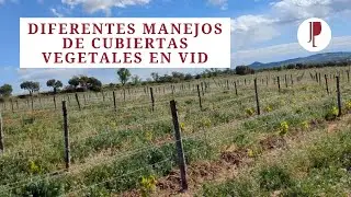 Diferentes manejos de cubiertas vegetales en vid