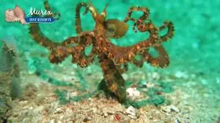 Bangka Island Diving Highlights