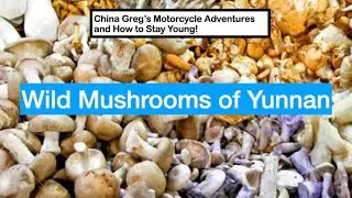 Wild Mushrooms of Yunnan