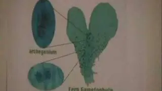 Captain Biology - Life Cycle of Ferns