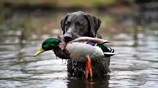 Robinson Retrievers And Hunting Dogs Home Video