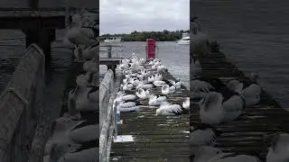 Pelican's Perfect Landing #shorts