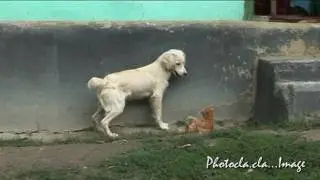 AZI GRIVEI E MANIOS.....