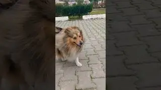 Sheltie Jessie Meets Her Dog Friend 🐾  #sheltie #dog #jessy #puppy #cute #funny #pets #doglife