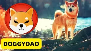 SHIBA INU - LAN&Ccedil;OU novo PROJETO na SHIBSWAP HOJE!