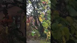 200 year tree cut down damaged by the storm Amy #2025