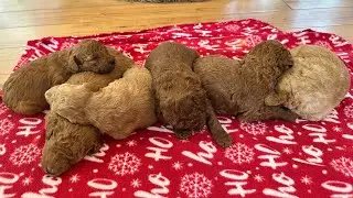 Medical Alert Dog evaluation sound test