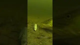 Nope.. #fishing #underwater #predator