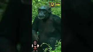 Primate Fun #Primate#shorts #chimpanzee #silverback
