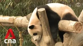 Giant pandas on loan from China are winning hearts of South Koreans