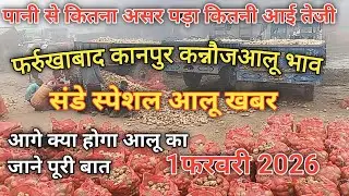 1फरवरी 2026फर्रुखाबाद कन्नौज कानपुर आलू भाव संडेस्पेशल बारिश के बाद क्या होगा आलू भाव potato rate