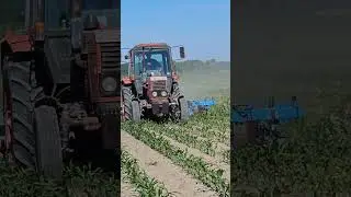 Mtz 80 kultiv&aacute;toroz&aacute;s